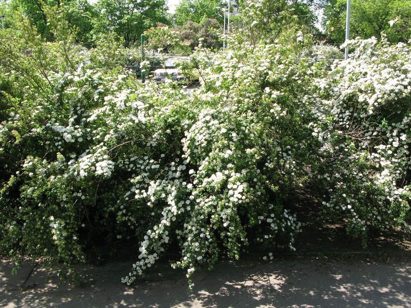 Soubor:Flowering plants BCP 004.JPG