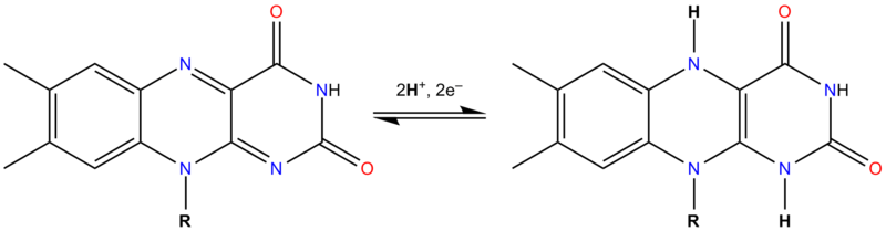 Soubor:FAD FADH2 equlibrium.png