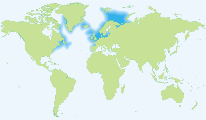 Soubor:Gadus morhua-Atlantic cod.png