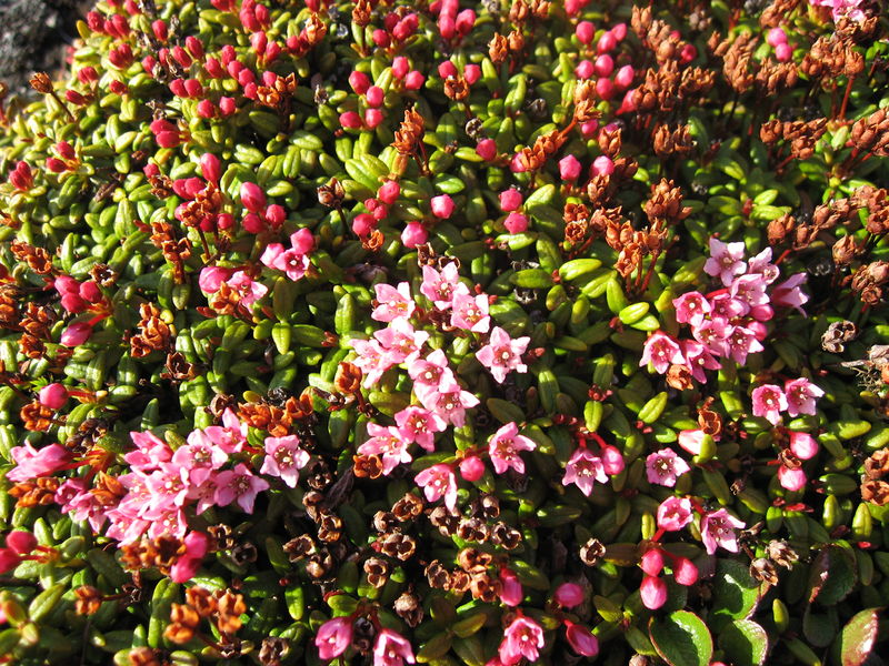 Soubor:Loiseleuria procumbens bush upernavik.jpg