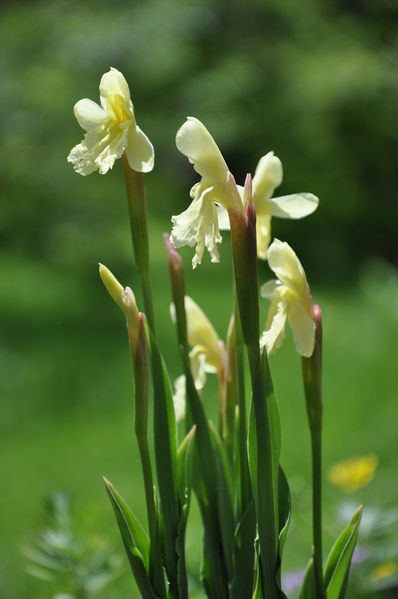 Soubor:Roscoea cautleoides.JPG