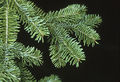 Abies balsamea branch.jpg