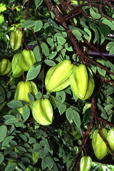 Soubor:Averrhoa carambola ARS k5735-7.jpg