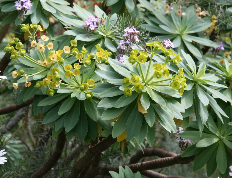 Soubor:Euphorbia bourgeana02.jpg