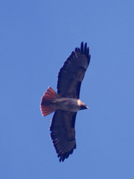 Soubor:Red-tailed hawk in flight.jpg