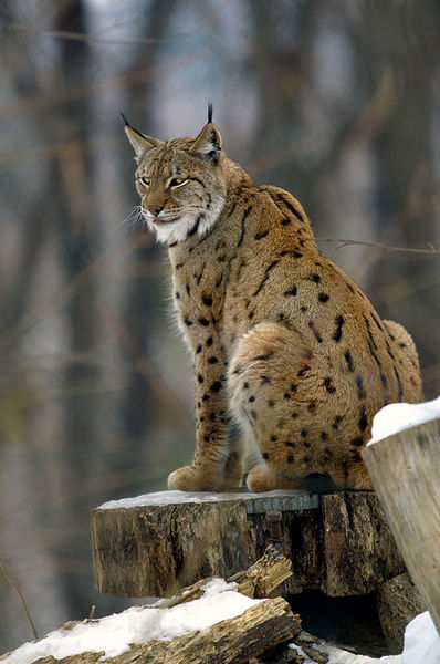 Soubor:Lynx lynx2.jpg