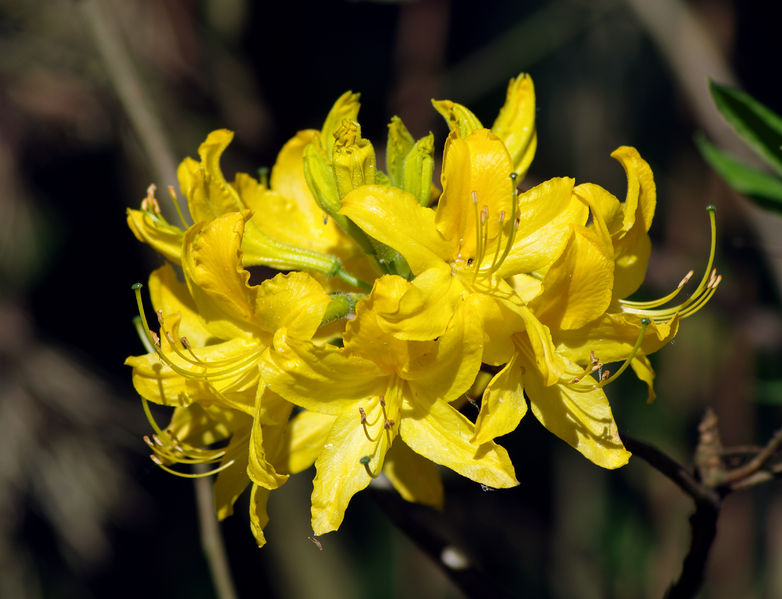 Soubor:Rhododendron luteum (flower).jpg