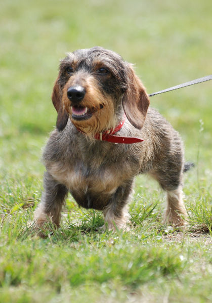 Soubor:Wire-haired Dachshund R 01.JPG