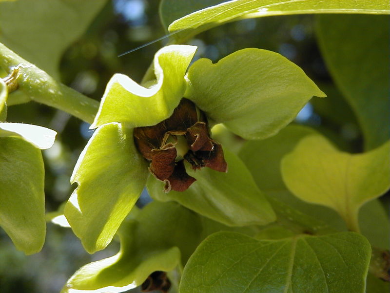 Soubor:Diospyros kaki RJB.jpg