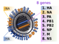 2009 H1N1 influenza virus genetic-num.png