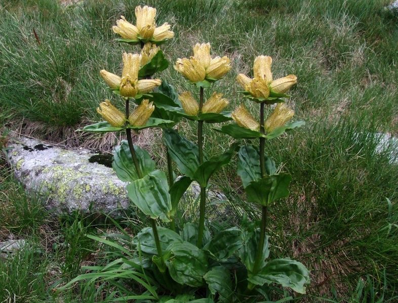 Soubor:Gentiana punctata a5.jpg