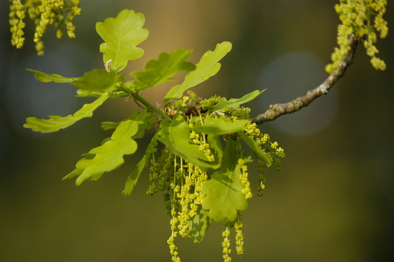 Soubor:Quercus robur early flowers.jpg