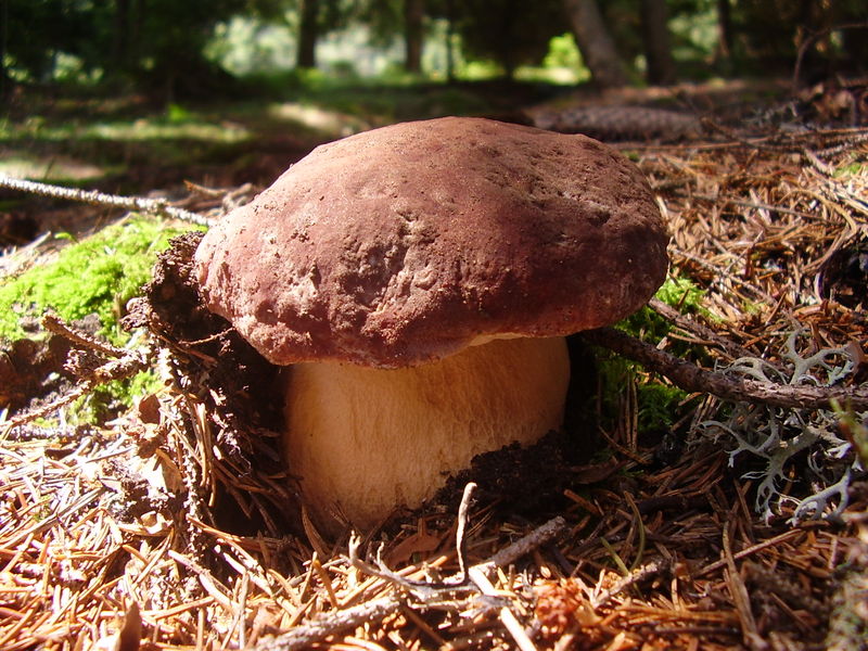 Soubor:Boletus pinophilus3.JPG