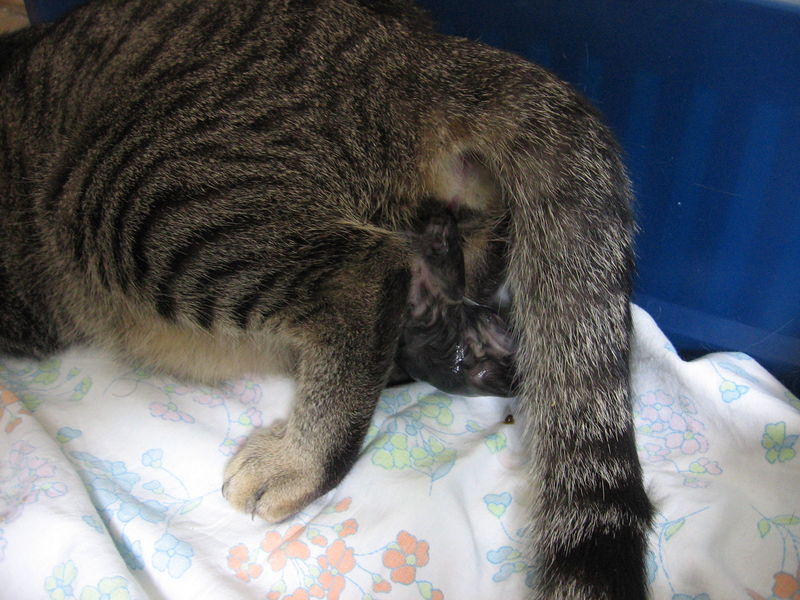 Soubor:Cat birth 1.jpg