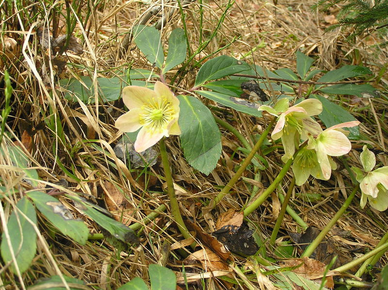 Soubor:Helleborus niger1.JPG