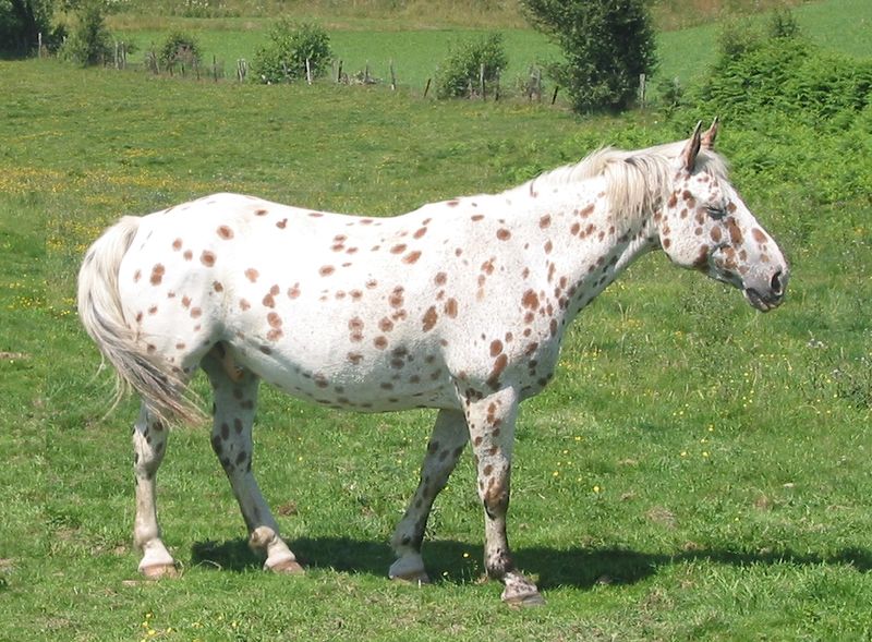 Soubor:LeopardAppaloosa.jpg