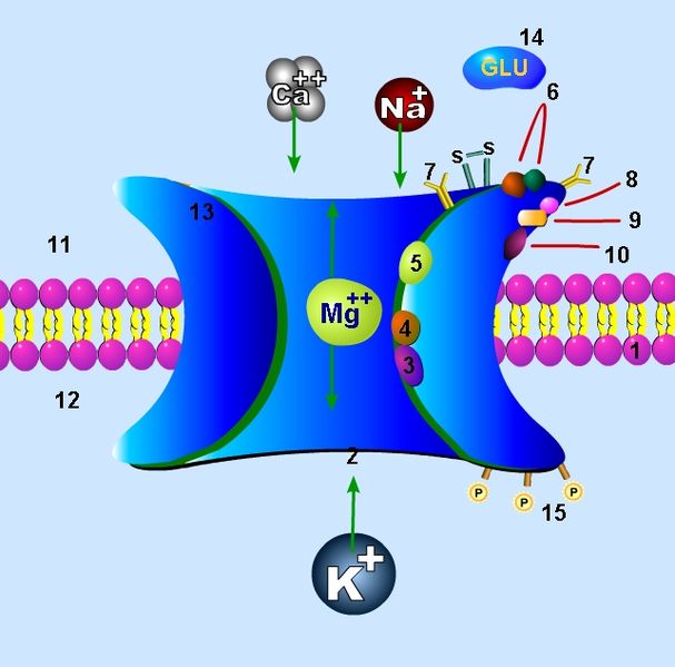 Soubor:NMDA receptor.jpg