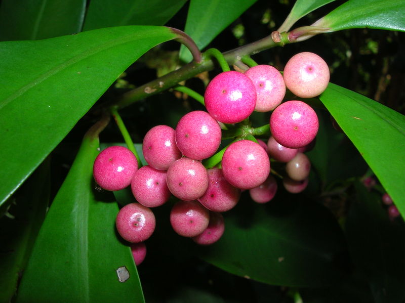 Soubor:Starr 050107-2826 Ardisia elliptica.jpg