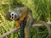 Squirrelmonkey01.jpg