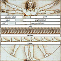 Vitruvian Man Measurements cs.png