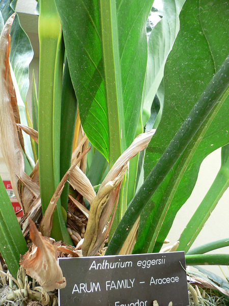 Soubor:Anthurium eggersii.jpg