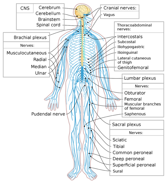 Soubor:Nervous system diagram-en.png