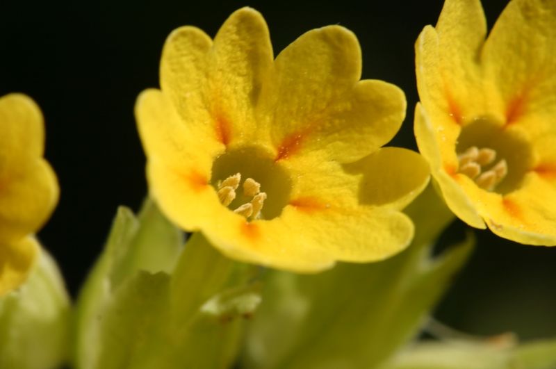 Soubor:Primula-veris-blomst.JPG