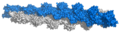 Actin filament atomic model.png