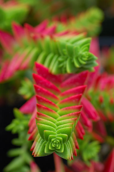 Soubor:Crassula capitella 2.jpg