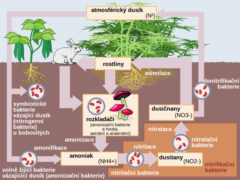 Soubor:Nitrogen cycle cs.png