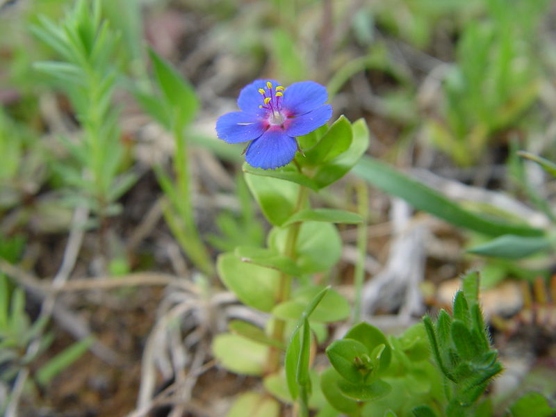 Soubor:Anagallis foemina.JPG