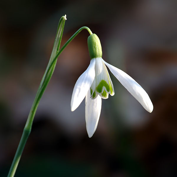 Soubor:Galanthus nivalis close-up aka.jpg