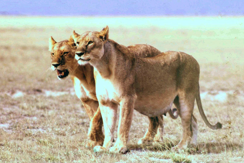 Soubor:PregnantLioness.jpg