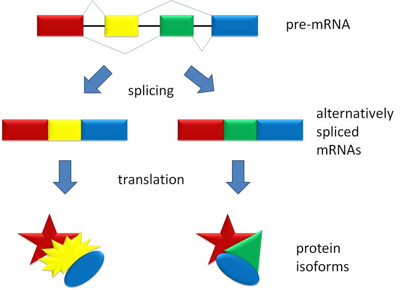 Soubor:Splicing overview.jpg