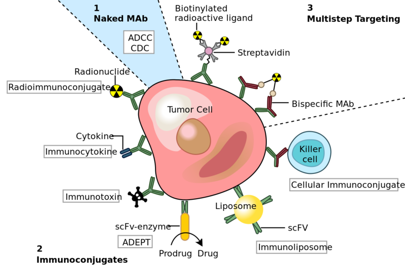 Soubor:Monoclonal antibodies.png