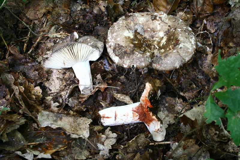 Soubor:Russula nigricans 20080913wb.JPG