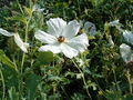 Argemone platyceras Flower BotGardBln0906.JPG