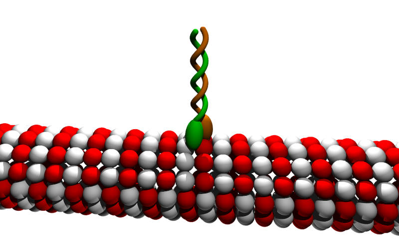 Soubor:Kinesin cartoon.png