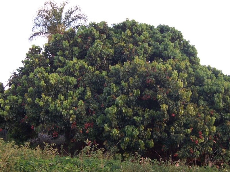 Soubor:Litchi chinensis (tree).jpg