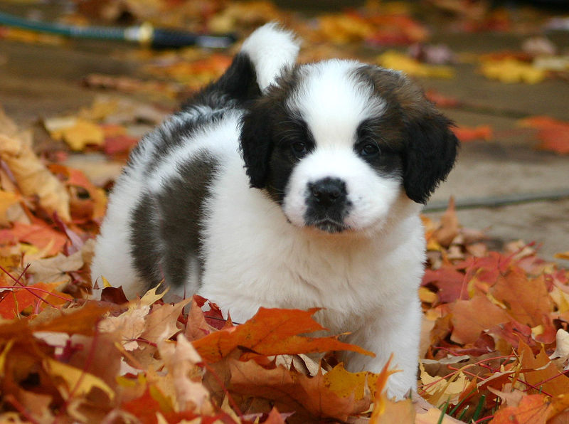 Soubor:St. Bernard puppy.jpg