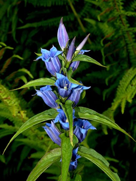 Soubor:Gentiana asclepiadea Orchi 008.jpg