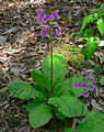 Primula japonica 1.jpg