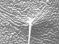 Arabidopsis-epiderm-and-trichome.jpg