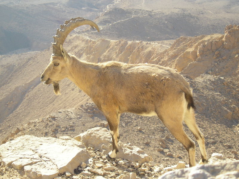 Soubor:Nubian Ibex in Negev.JPG