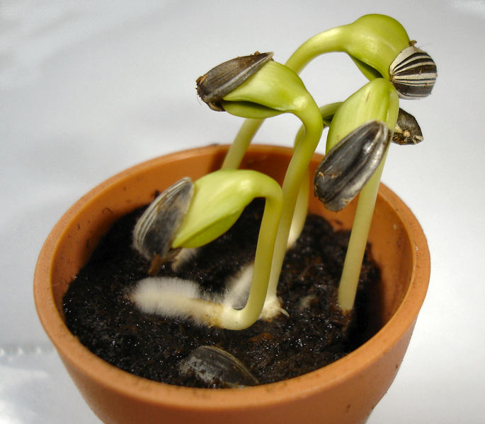 Soubor:Sunflower seedlings.jpg