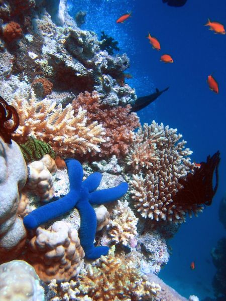 Soubor:Blue Linckia Starfish.JPG