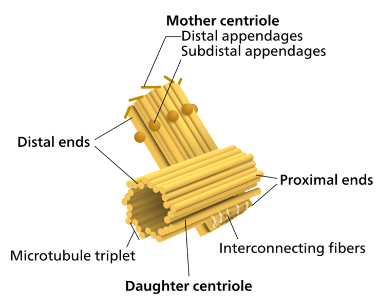 Soubor:Centriole-en.png