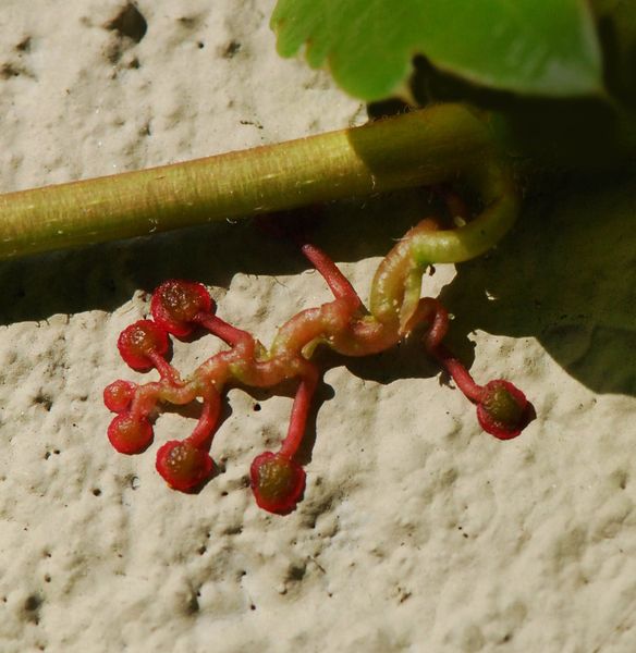 Soubor:Parthenocissus tricuspidata vrille.jpg