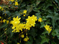 2006-12-01Jasminum nudiflorum12.jpg