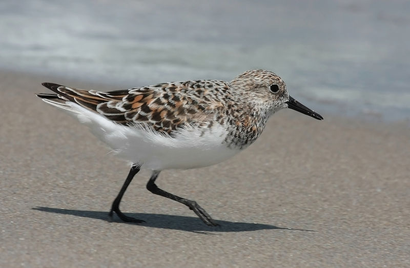 Soubor:Calidris alba running 5.jpg